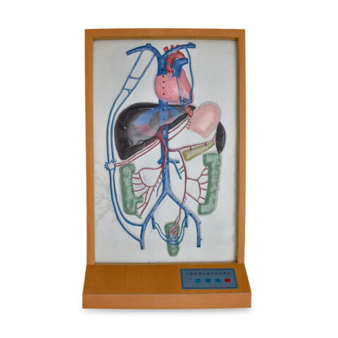 MODELO ELECTRÓNICO DE LA VENA PORTA Y CIRCULACIÓN ELÉCTRICA