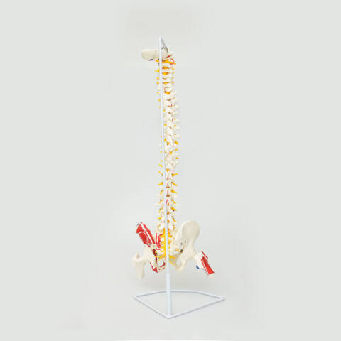 COLUMNA TAMAÑO NATURAL CON FÉMUR, SACRO - Imagen 3