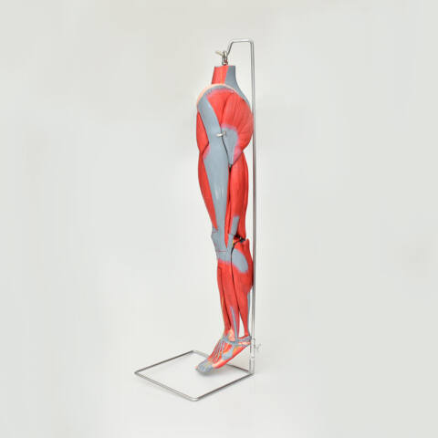 PIERNA CON MÚSCULOS DISECCIONABLES - Imagen 3