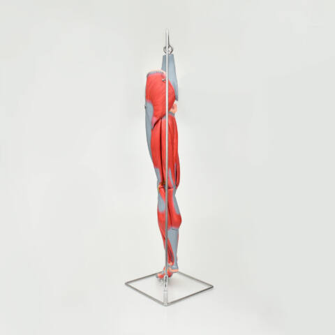 PIERNA CON MÚSCULOS DISECCIONABLES - Imagen 2