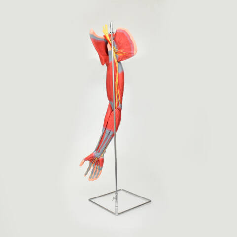 MUSCULATURA DE BRAZO - Imagen 2