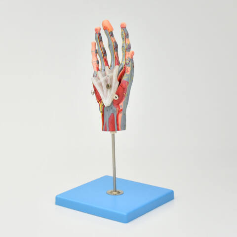 MODELO DE MANO CON MÚSCULOS, NERVIOS PRINCIPALES Y VASOS SANGUÍNEOS - Imagen 3