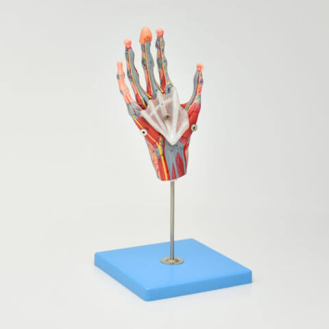 MODELO DE MANO CON MÚSCULOS, NERVIOS PRINCIPALES Y VASOS SANGUÍNEOS - Imagen 4