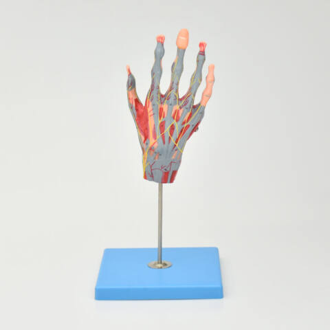 MODELO DE MANO CON MÚSCULOS, NERVIOS PRINCIPALES Y VASOS SANGUÍNEOS - Imagen 2