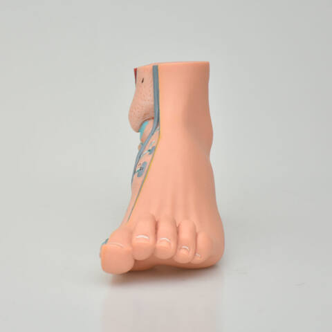 MODELO DE PIES - Imagen 2