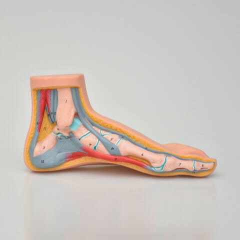 MODELO DE PIES - Imagen 4