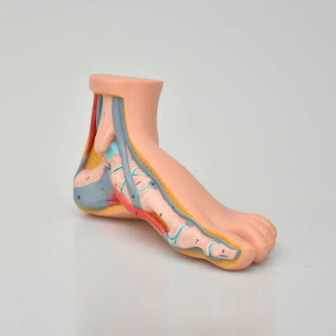 MODELO DE PIES - Imagen 5