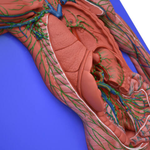 MODELO ANATÓMICO DE SISTEMA LINFÁTICO - Imagen 3