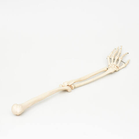MODELO DE BRAZO ÓSEO IZQUIERDO - Imagen 2