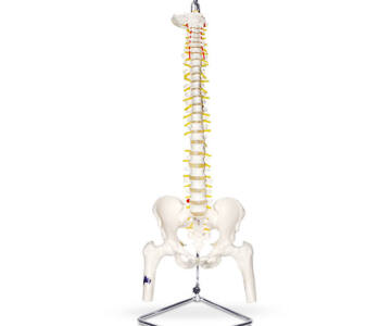 MODELO FLEXIBLE Y FUNCIONAL DE COLUMNA VERTEBRAL CON PELVIS Y CABEZA DE FÉMUR