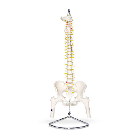 MODELO FLEXIBLE Y FUNCIONAL DE COLUMNA VERTEBRAL CON PELVIS Y CABEZA DE FÉMUR
