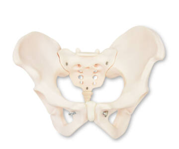 PELVIS FEMENINA ÓSEA
