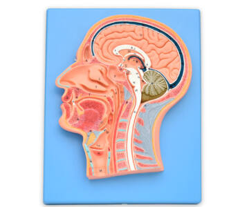 CORTE MEDIAL DE LA CABEZA