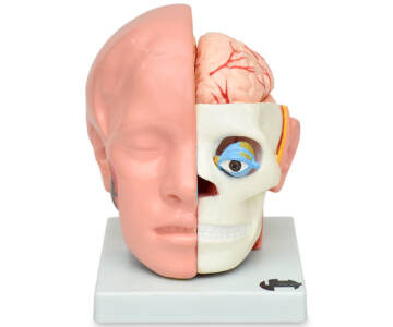 CABEZA NATURAL CON MEDIO CEREBRO
