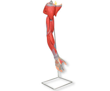 MUSCULATURA DE BRAZO