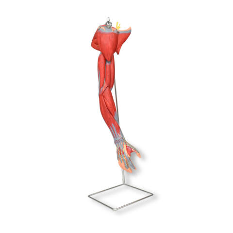 MUSCULATURA DE BRAZO