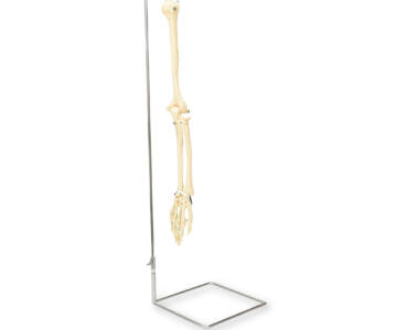BRAZO DERECHO ÓSEO CON PEDESTAL