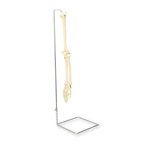 BRAZO DERECHO ÓSEO CON PEDESTAL