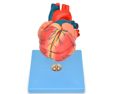 CORAZÓN ANATÓMICO DE LUJO