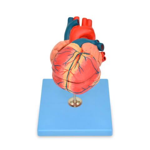 CORAZÓN ANATÓMICO DE LUJO