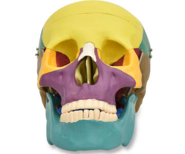 MODELO DE CRÁNEO HUMANO CON COLORES