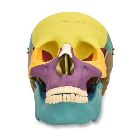 MODELO DE CRÁNEO HUMANO CON COLORES