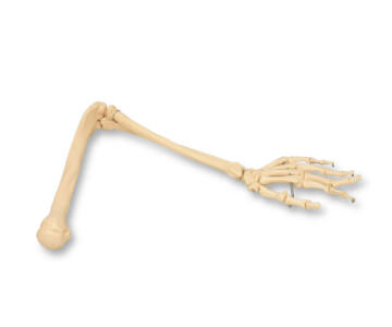 MODELO DE BRAZO ÓSEO IZQUIERDO