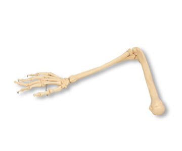 MODELO ÓSEO DEL BRAZO DERECHO