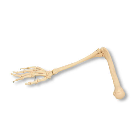 MODELO ÓSEO DEL BRAZO DERECHO