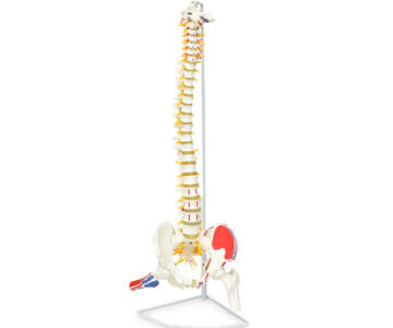 COLUMNA TAMAÑO NATURAL CON FÉMUR, SACRO
