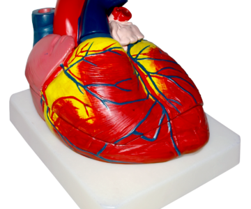MODELO ANATÓMICO DE CORAZÓN GIGANTE