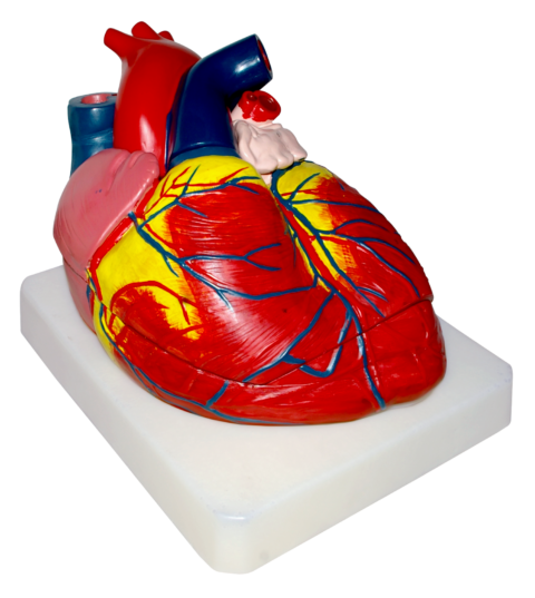 MODELO ANATÓMICO DE CORAZÓN GIGANTE