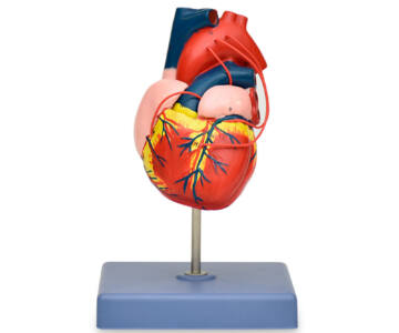 MODELO ANATÓMICO DE CORAZÓN DE ADULTO PREMIUM