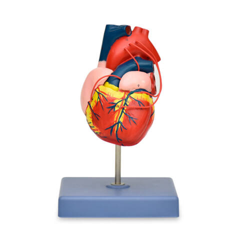 MODELO ANATÓMICO DE CORAZÓN DE ADULTO PREMIUM