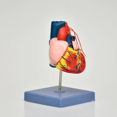 MODELO ANATÓMICO DE CORAZÓN DE ADULTO PREMIUM - Imagen 2