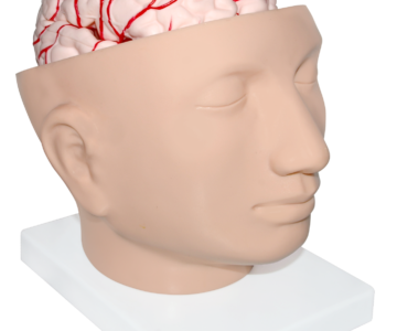 CABEZA GIGANTE CON CEREBRO
