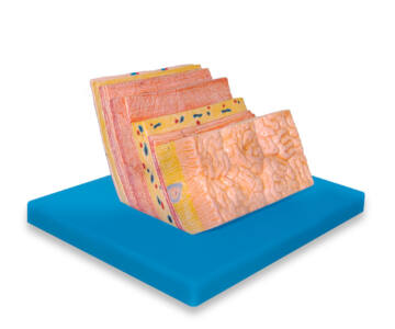 MODELO ANATOMICO DE LA PARED DEL ESTOMAGO