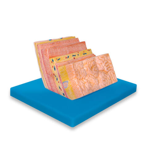 MODELO ANATOMICO DE LA PARED DEL ESTOMAGO