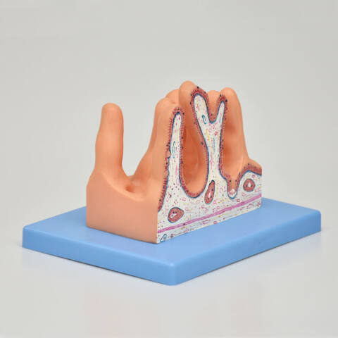 MODELO ANATOMICO DE LA SUPERFICIE INTERNA DEL YEYUNO - Imagen 2