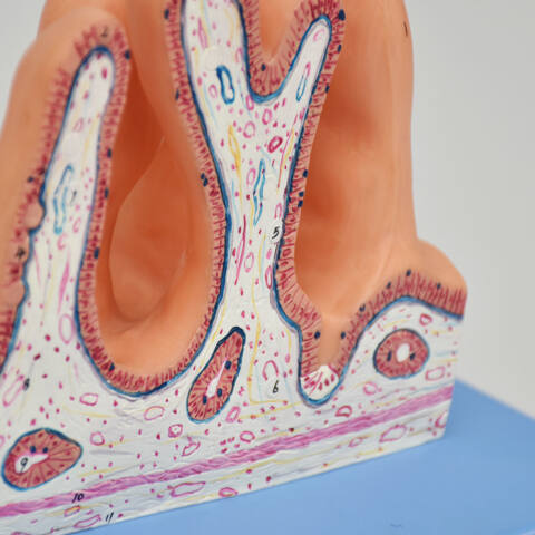 MODELO ANATOMICO DE LA SUPERFICIE INTERNA DEL YEYUNO - Imagen 3