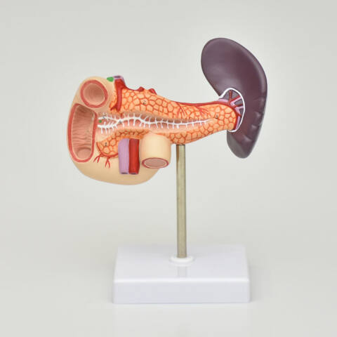 PANCREAS, DUODENO Y VESICULA - Imagen 3
