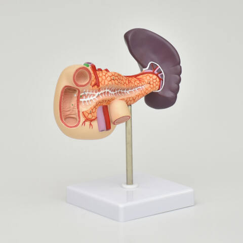 PANCREAS, DUODENO Y VESICULA - Imagen 2