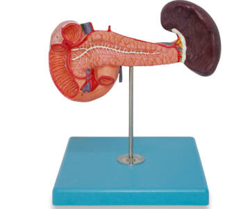 PANCREAS CON BAZO Y DUODENO