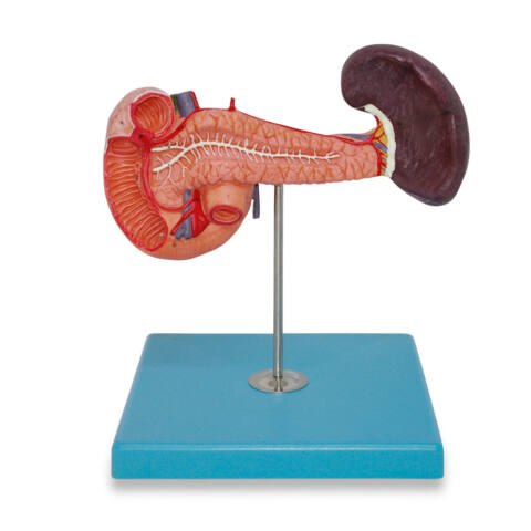 PANCREAS CON BAZO Y DUODENO