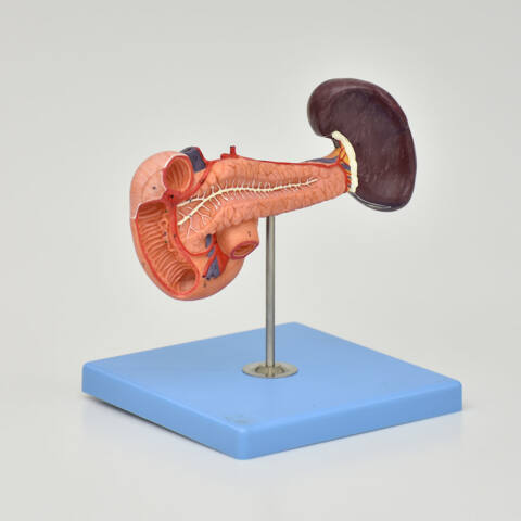 PANCREAS CON BAZO Y DUODENO - Imagen 2
