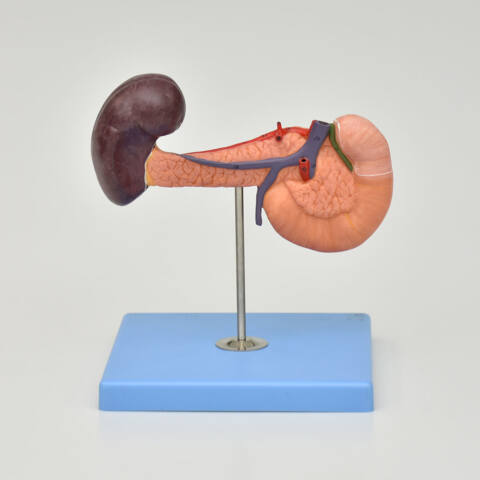 PANCREAS CON BAZO Y DUODENO - Imagen 3