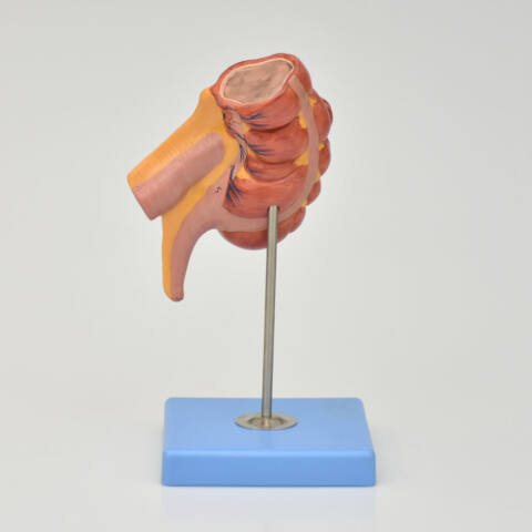 APENDICE E INTESTINO CIEGO - Imagen 2
