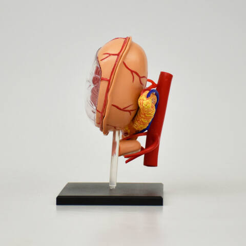 ESTOMAGO DE LUJO - Imagen 3