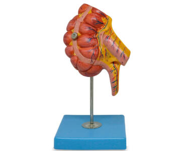 APENDICE E INTESTINO CIEGO