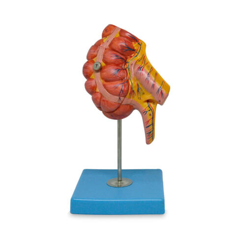 APENDICE E INTESTINO CIEGO